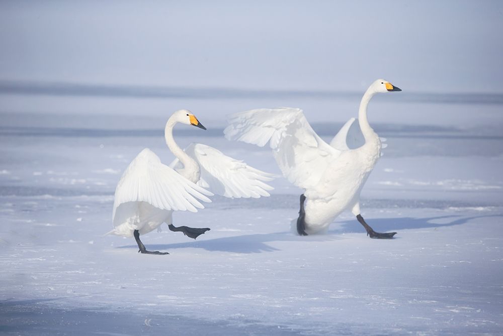 Japan-Hokkaido A pair of whooper swans celebrate loudly with each other after landing on the ice art print by Ellen Goff for $57.95 CAD